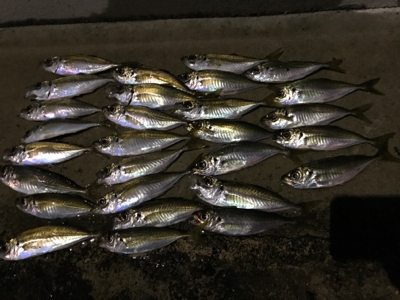 太刀魚はどこに