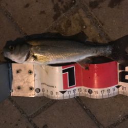 セイゴたくさん釣れた！