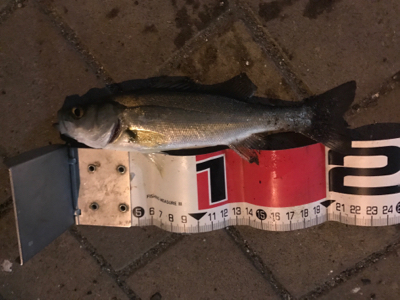 セイゴたくさん釣れた！