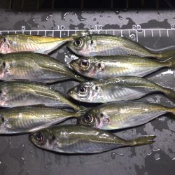 アジが居ました