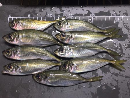 アジが居ました