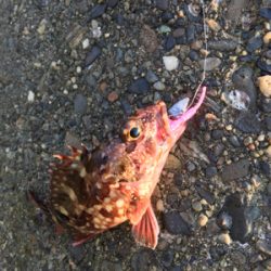 朝まづめメバリング