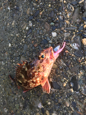 朝まづめメバリング