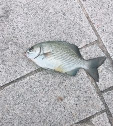 海苔グレ釣行