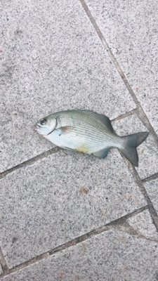 海苔グレ釣行