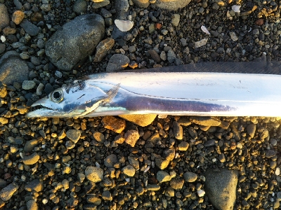 阿南市の那賀川河口でタチウオ