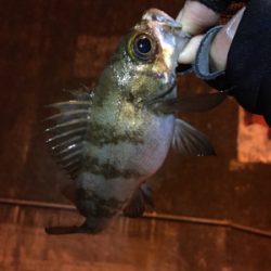 アジングのつもりが…