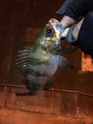 アジングのつもりが…