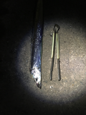 タチウオ厳しい