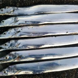 阿南市の那賀川河口でタチウオ