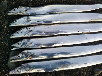 阿南市の那賀川河口でタチウオ