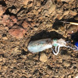 シブ〜い日でした。