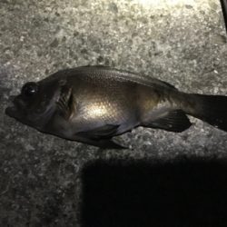 極寒メバル調査