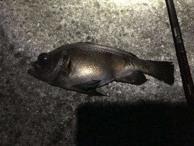 極寒メバル調査