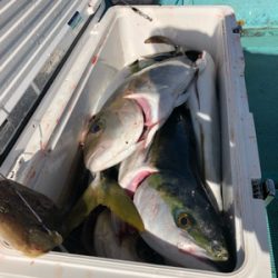 船釣り ブリ好調