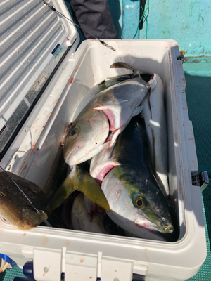 船釣り ブリ好調