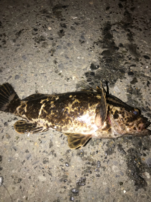 タケノコメバル