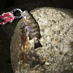 メバリングからの〜