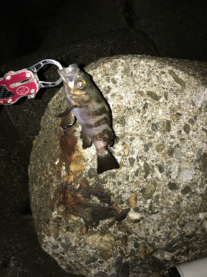 メバリングからの〜