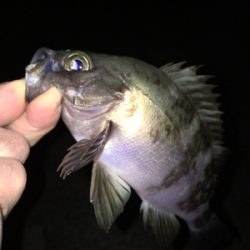 明石でメバリング