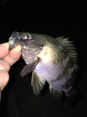 明石でメバリング