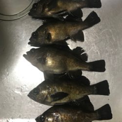 メバルおったな