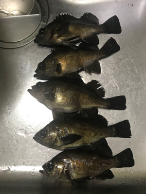 メバルおったな