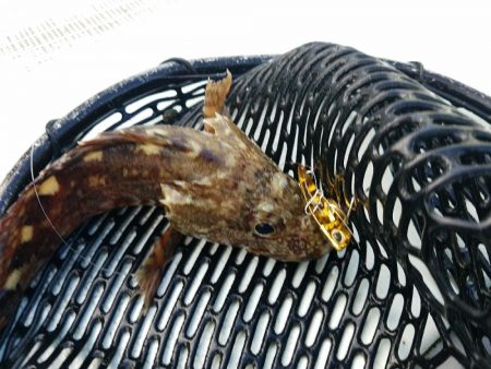 ルアーフィッシング