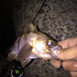 久しぶりのちょこっとアジング