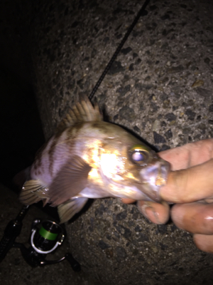 久しぶりのちょこっとアジング