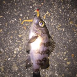 メバリングでしたが…