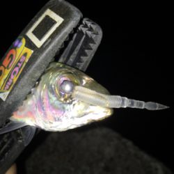 癒しのアジング