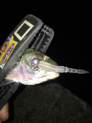 癒しのアジング