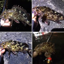 カサゴつ抜け！