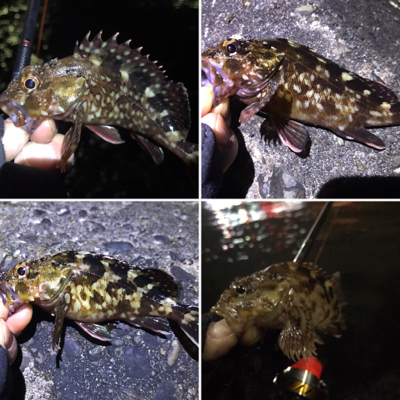 カサゴつ抜け！