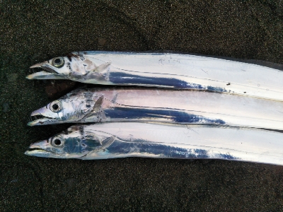 阿南市の那賀川河口でタチウオ