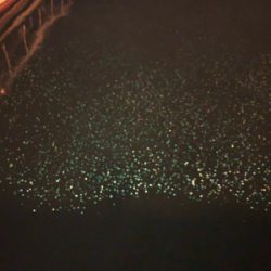 豆アジとチビガッシーと時々タケノコ