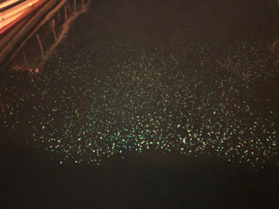 豆アジとチビガッシーと時々タケノコ