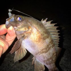 メバリング好調！