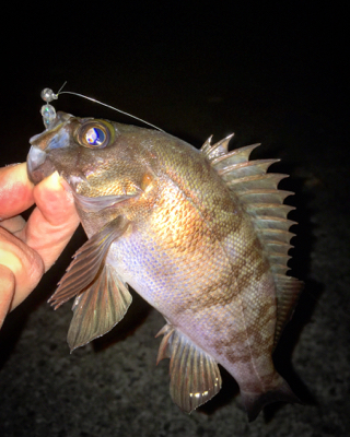 メバリング好調！