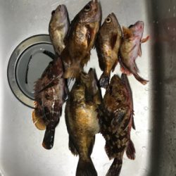 メバリング〜懲りずに〜