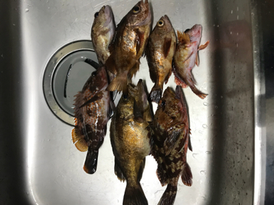 メバリング〜懲りずに〜