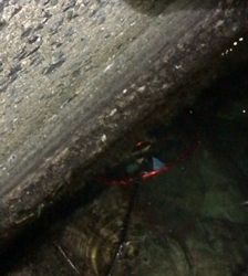 激シブでした…