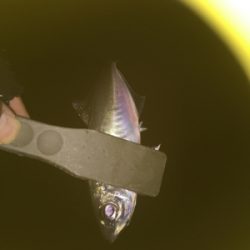 アジング絶好調！