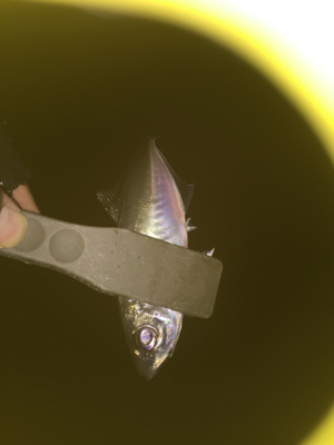 アジング絶好調！