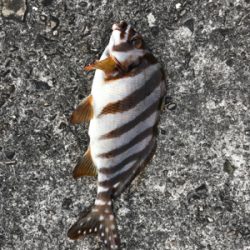 入野漁港フカセ釣り