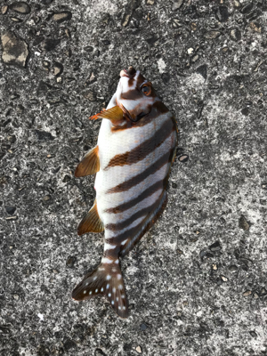 入野漁港フカセ釣り