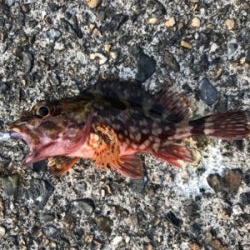 アーミーベイト  メバダートの鉛針。