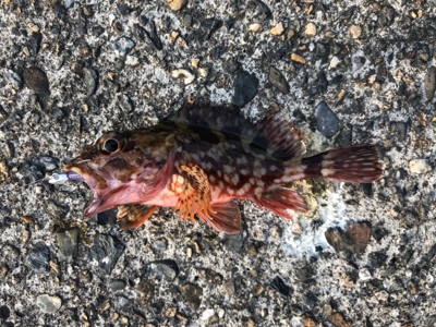 アーミーベイト  メバダートの鉛針。