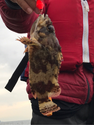 タケノコメバル